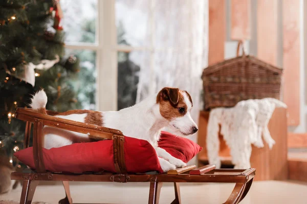 Hunderasse Jack Russell Terrier Urlaub, Weihnachten — Stockfoto