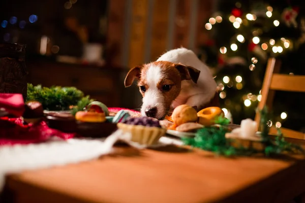 Chien de race Jack Russell Terrier vacances, Noël — Photo