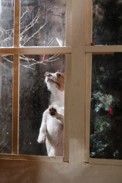 Pies rasy Jack Russell Terrier wakacje, Boże Narodzenie — Zdjęcie stockowe