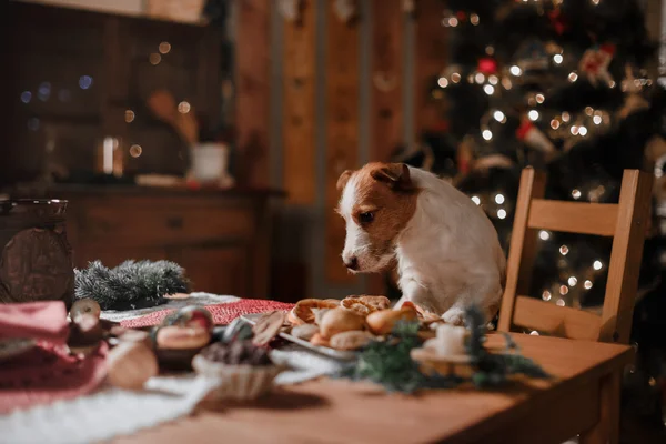 ジャック ラッセル テリア犬の品種は、クリスマスの休日 — ストック写真