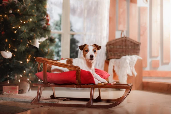 Psí plemeno Jack Russell teriér svátek, Vánoce — Stock fotografie