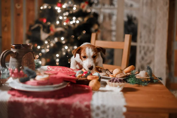 Pies rasy Jack Russell Terrier wakacje, Boże Narodzenie — Zdjęcie stockowe