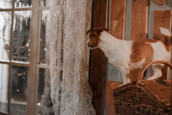 Hond ras Jack Russell Terrier vakantie, Kerstmis — Stockfoto