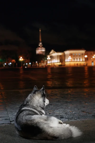 Perro siberiano Husky pasear por la ciudad, San Petersburgo, Rusia , —  Fotos de Stock