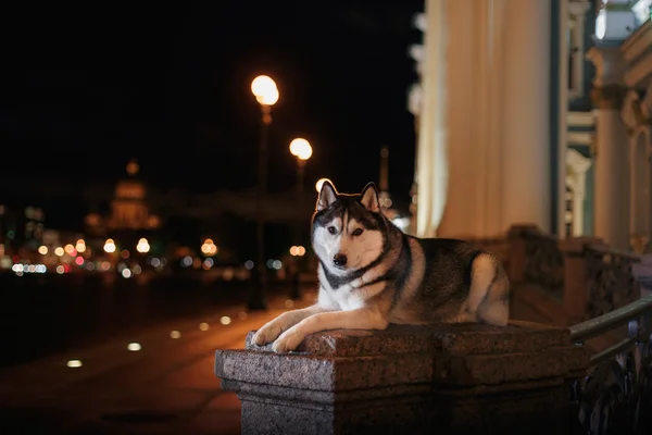 Perro siberiano Husky pasear por la ciudad, San Petersburgo, Rusia , —  Fotos de Stock