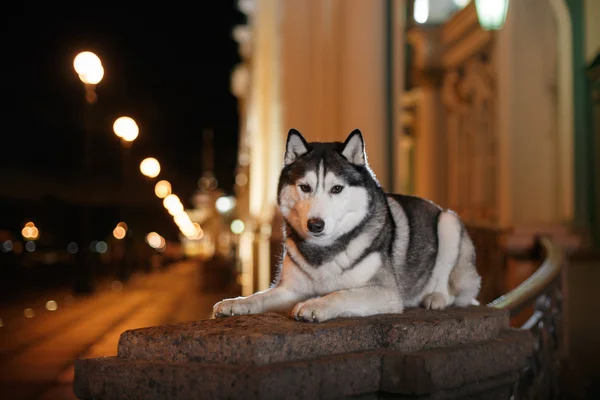 Perro siberiano Husky pasear por la ciudad, San Petersburgo, Rusia , — Foto de Stock