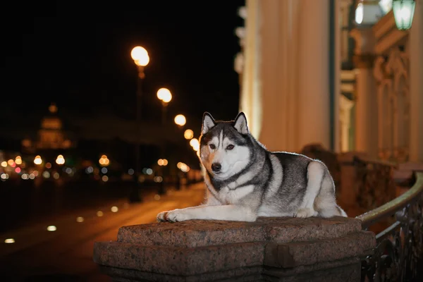 Perro siberiano Husky pasear por la ciudad, San Petersburgo, Rusia , —  Fotos de Stock