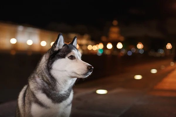 Kutya szibériai Husky séta a városban, Saint Petersburg, Oroszország, — Stock Fotó