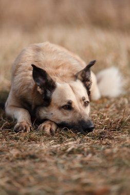 Karışık doğurmak köpek parkta yürüyen