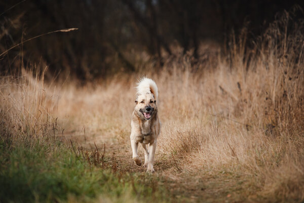 Mixed breed dog walking in park