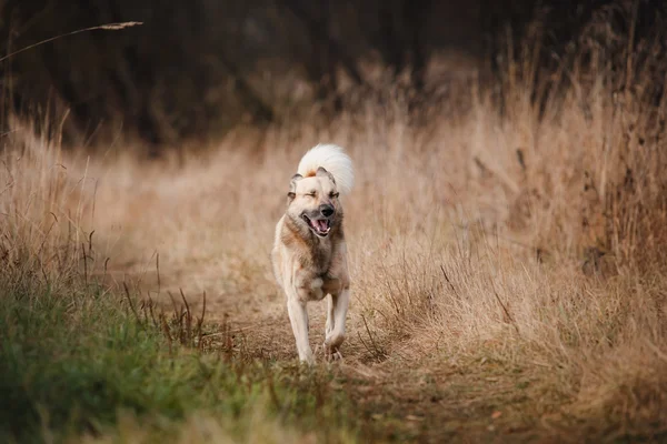 Misto raça cão caminhando no parque — Fotografia de Stock