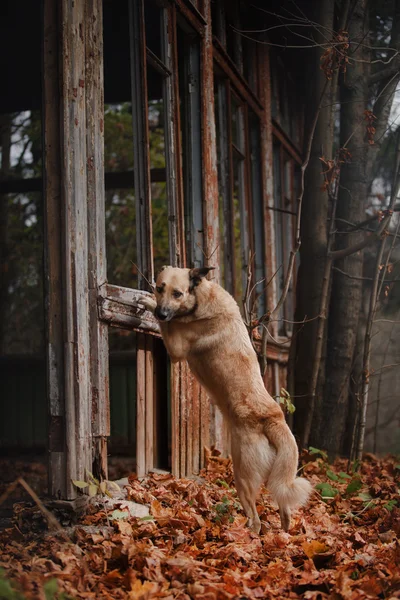Cane di razza mista che cammina nel parco — Foto Stock