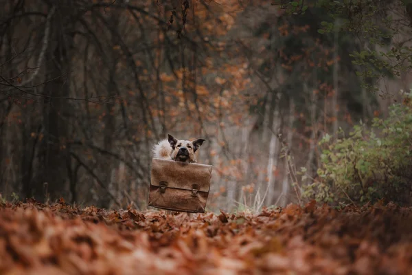 Mischlingshund spaziert im Park — Stockfoto