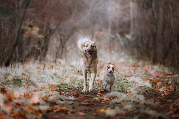 Hunderasse Jack Russell Terrier und Mischlingshund laufen — Stockfoto
