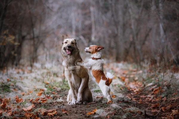 Raça de cão Jack Russell Terrier e misto cão de raça andando — Fotografia de Stock