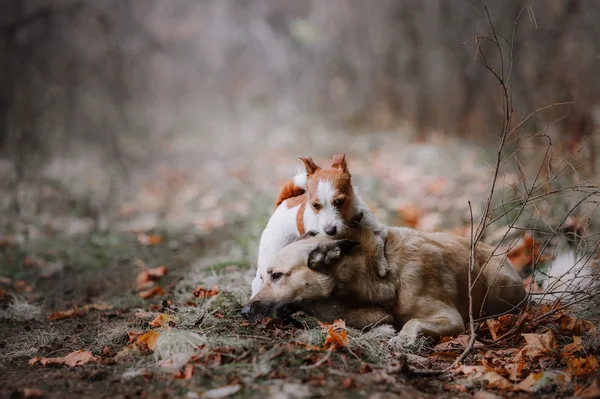 Hondenras Jack Russell Terrier en gemengd ras hond wandelen — Stockfoto