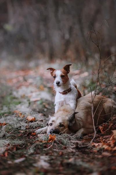 Hunderasse Jack Russell Terrier und Mischlingshund laufen — Stockfoto