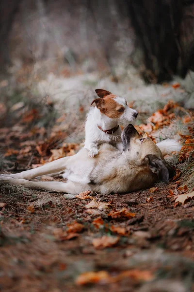 Hund rasen Jack Russell Terrier och blandras hund promenader — Stockfoto