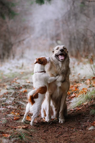 Hunderasse Jack Russell Terrier und Mischlingshund laufen — Stockfoto