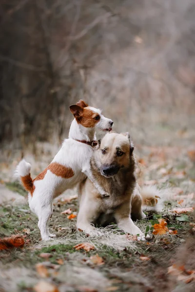 ジャック ・ ラッセル ・ テリアの犬の品種と混合された品種犬の散歩 — ストック写真