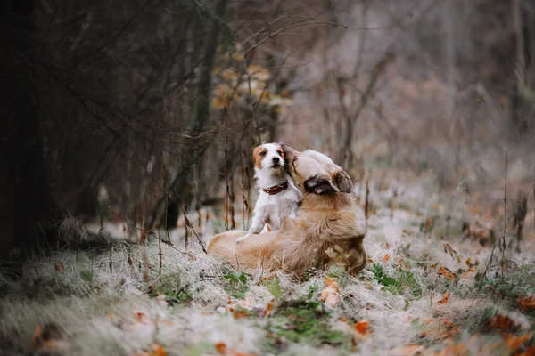 Hunderasse Jack Russell Terrier und Mischlingshund laufen — Stockfoto