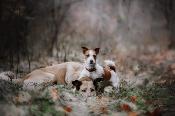 Köpek doğurmak Jack Russell Terrier ve karışık doğurmak köpek yürüyüş — Stok fotoğraf