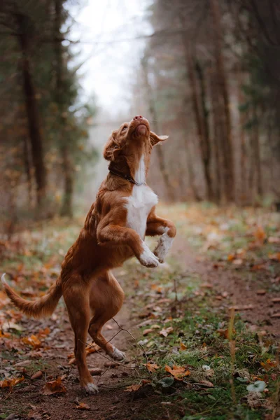 Cane nova scotia anatra tolling retriever — Foto Stock