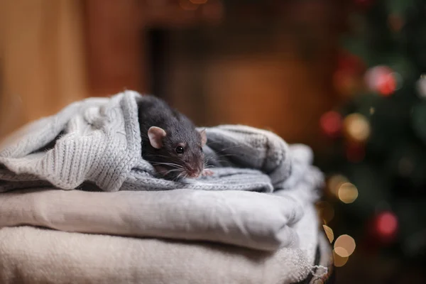 Brown domestic rat — Stock Photo, Image