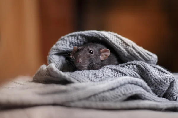 Brown domestic rat — Stock Photo, Image