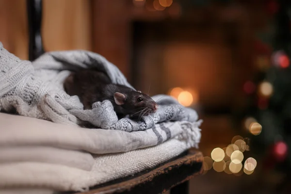 Bruin binnenlandse rat — Stockfoto