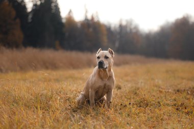 Çukur boğa köpek niteliğine