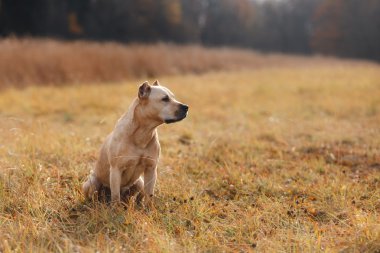 Çukur boğa köpek niteliğine