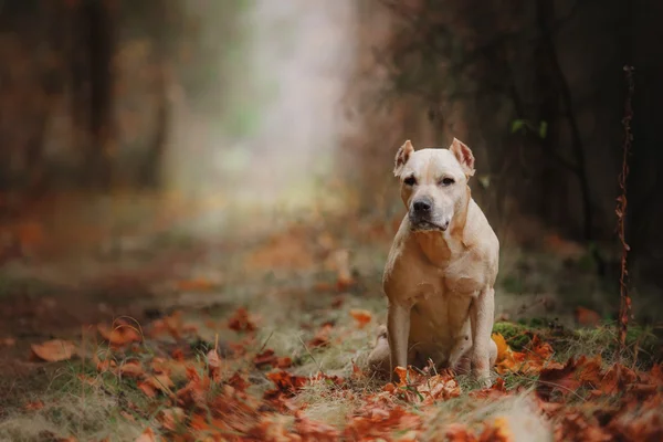 Pit bull dog sobre la naturaleza — Foto de Stock