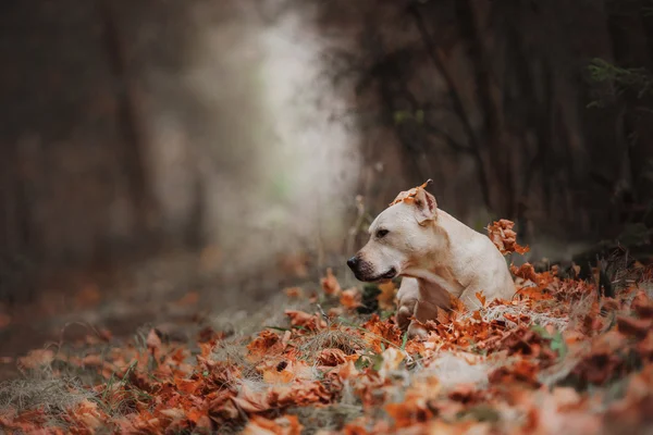 Pit bull dog on the nature — Stock Photo, Image