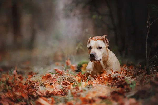 Pit bull dog na natureza — Fotografia de Stock