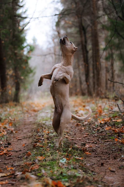 Grop tjurhund på natur — Stockfoto