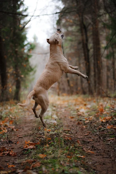 Puits chien taureau sur la nature — Photo