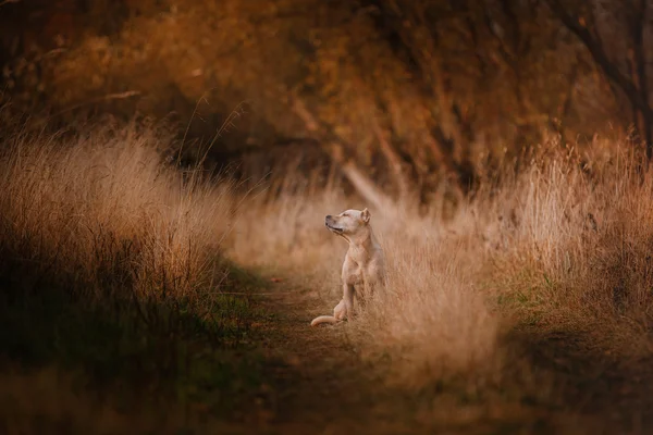 핏 불 강아지는 자연에 — 스톡 사진