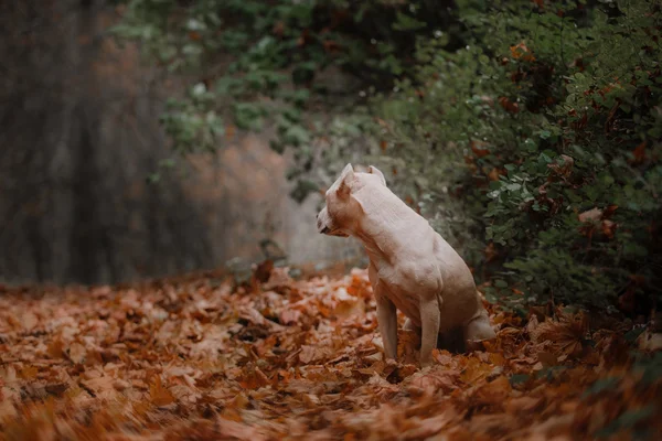 Puits chien taureau sur la nature — Photo