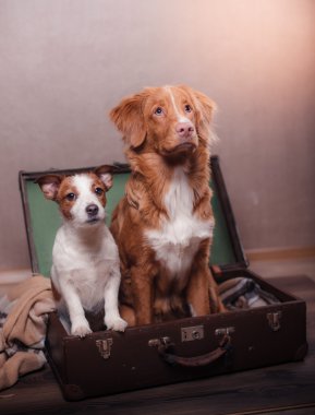 Köpek Jack Russell Terrier ve köpek Nova Scotia Duck Tolling Retriever 