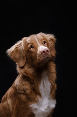 Köpek Nova Scotia ördek paralı av köpeği