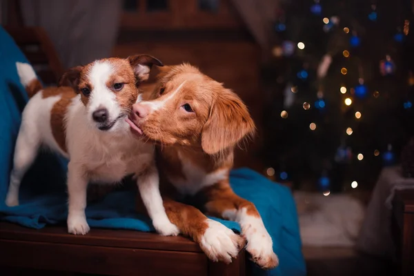 Chien Jack Russell Terrier et chien Nouvelle-Écosse Duck Tolling Retriever vacances — Photo