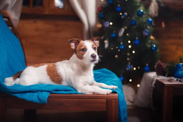 Dog Jack Russell Terrier Porträt auf Studiohintergrund — Stockfoto
