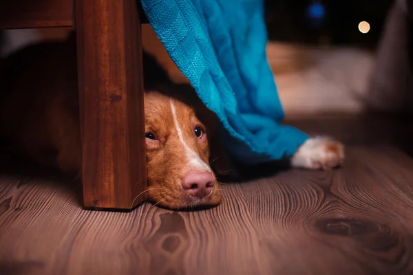 Διακοπές Nova Scotia Duck διοδίων Retriever σκύλου — Φωτογραφία Αρχείου