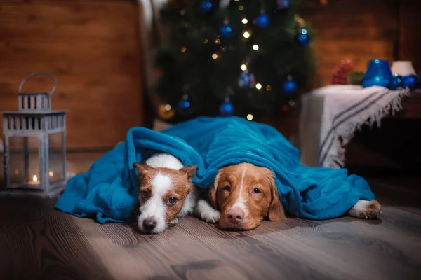 Perro Jack Russell Terrier y Perro Nova Scotia Tolling Retriever vacaciones —  Fotos de Stock
