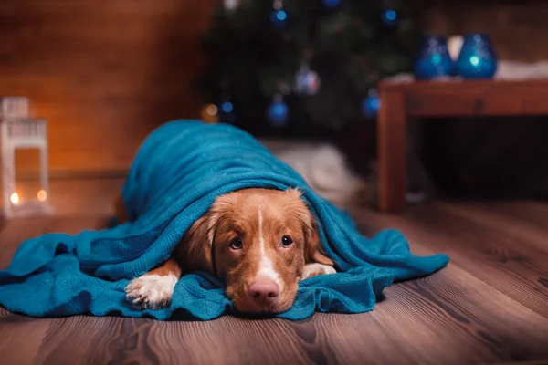 Kutya a Nova Scotia Duck Retriever autópályadíj holiday — Stock Fotó