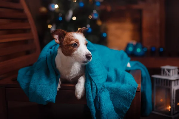 Dog Jack Russell Terrier portrait on a studio background — Stock Photo, Image