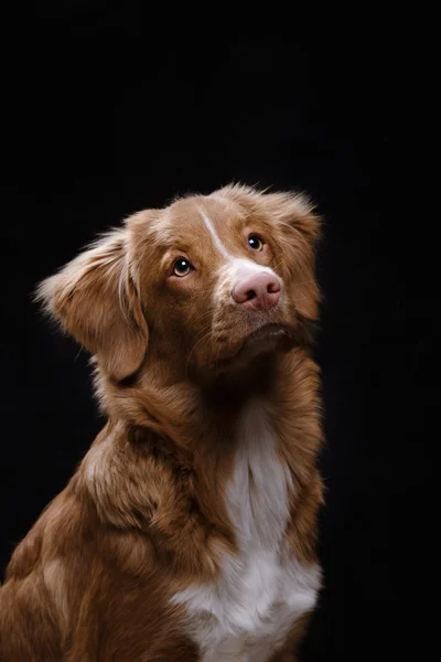 Cane nova scotia anatra tolling retriever — Foto Stock