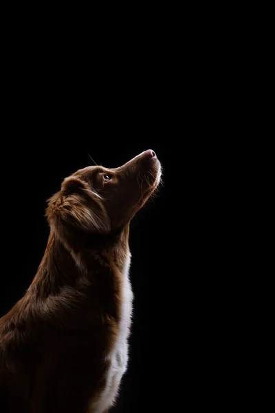 Hund nova scotia anka tolling retriever — Stockfoto