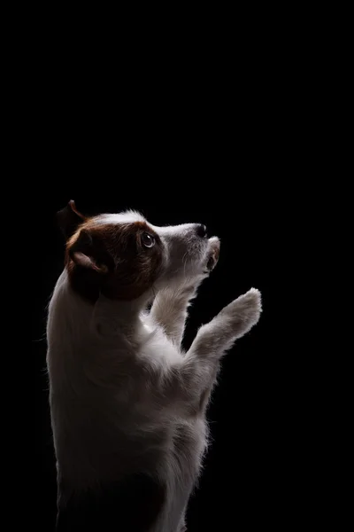 Собака джек-російський тер'єр — стокове фото